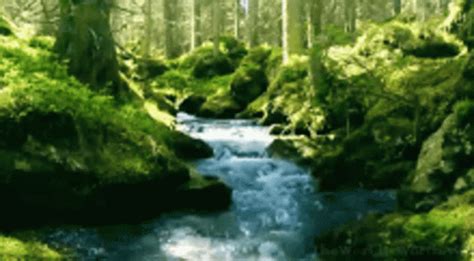 Natureza Stream GIF - Natureza Nature Stream - Discover & Share GIFs