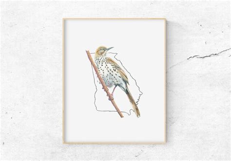 Georgia State Bird Affordable Wall Art Outdoor Print Bird | Etsy