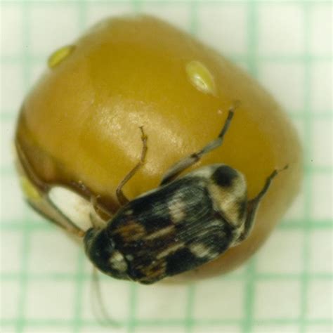 A Handbook on Bean Beetles, Callosobruchus maculatus – Bean Beetles