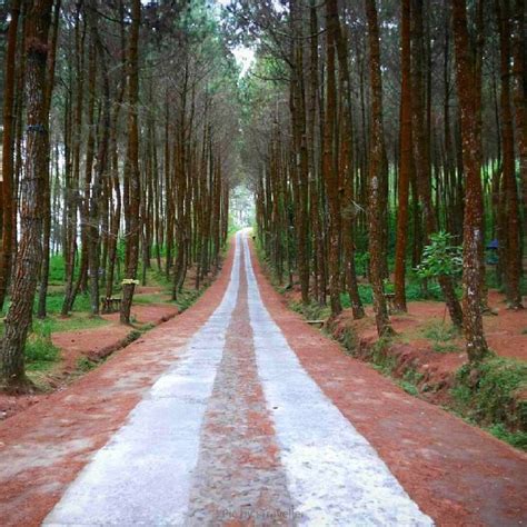 7 Hutan Pinus Paling Cantik di Indonesia, Sejuk dan Estetis Abis!