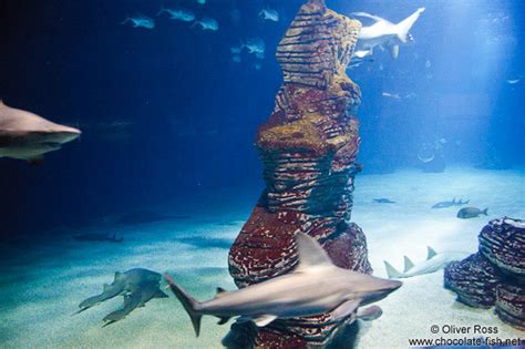 Espagne Valence/Sharks in the Valencia Aquarium - Chocolate Fish Photos