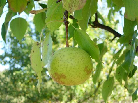 Pear, Chinese 'Beijing White' – Cricket Hill Garden