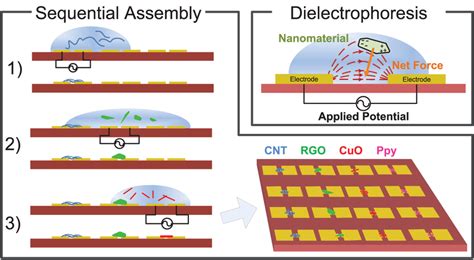 Sequential spatially controlled dielectrophoresis approach: By routing... | Download Scientific ...