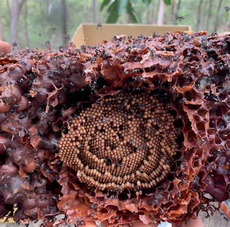 Propolis Stingless Australian Native Bees Wax - ABeeC Hives