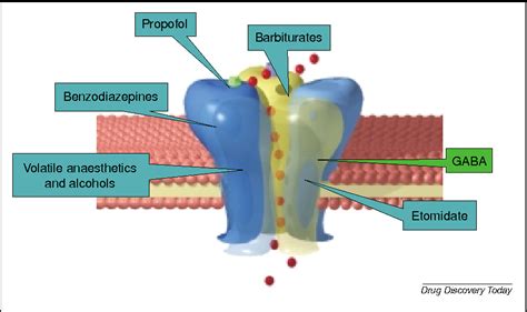 [PDF] GABA-A receptor subtypes in the brain: a paradigm for CNS drug ...
