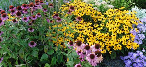 Planting a Bee-friendly Garden - Belgian Nursery