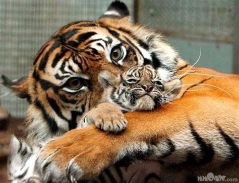 TIGER AND CUB - Tigers Photo (11424015) - Fanpop