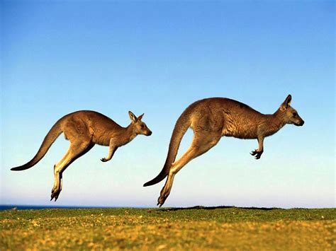 Kangaroo Wallpapers - asimBaBa | Free Software | Free IDM Forever