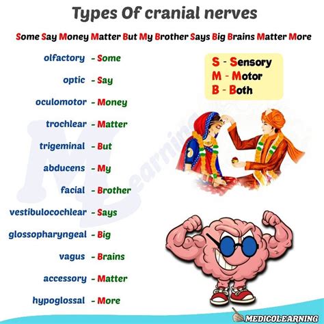 Cranial Nerve Mnemonics