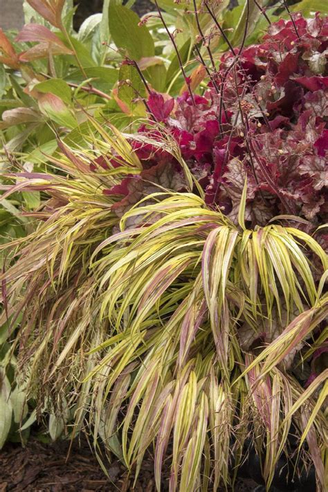 Golden Japanese Forest Grass, Hakonechloa macra 'Aureola', Monrovia Plant