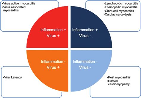 Categories of myocarditis based on endomyocardial biopsy results.... | Download Scientific Diagram