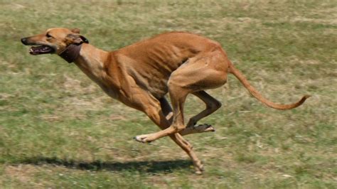 Fastest dog breeds: 7 speedy dogs from the greyhound to the Sloughi