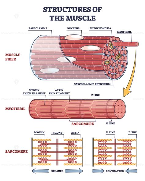 38 sarcomere structure labeled