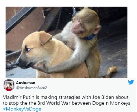 'Monkey vs Doge' gang war in Maharashtra triggers meme fest | Check ...