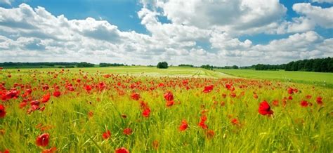 Pourquoi la nature se réveille-t-elle au printemps