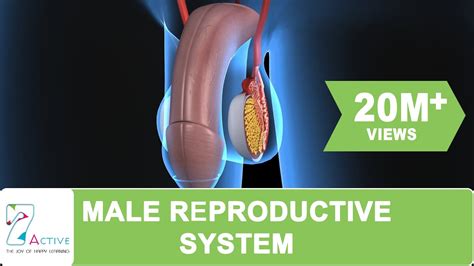 THE MALE REPRODUCTIVE SYSTEM OF HUMAN - YouTube