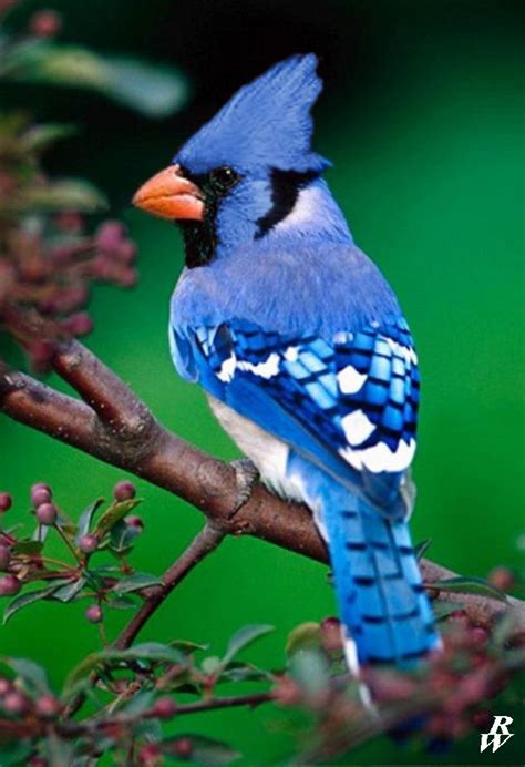 Blue cardinal by Dwarf4r on DeviantArt