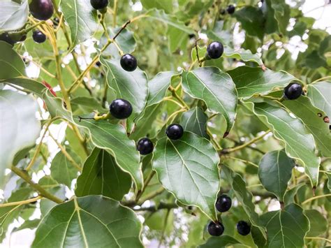 How to Grow and Care for Camphor Tree