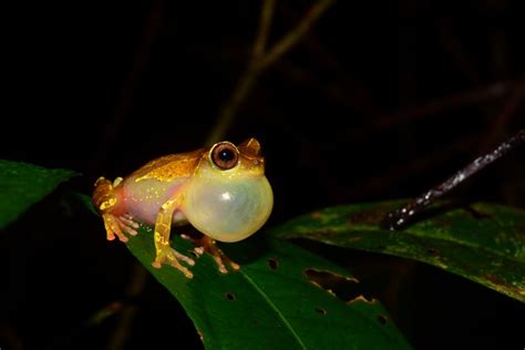 El Ciudadano | Sorprenden 12 nuevas especies de animales en la Amazonía