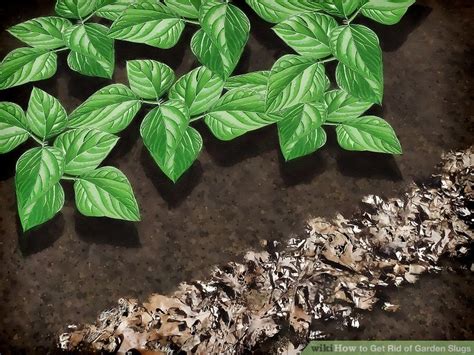 4 Ways to Get Rid of Garden Slugs - wikiHow