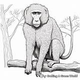 Baboon Coloring Pages  Free & Printable sketch template