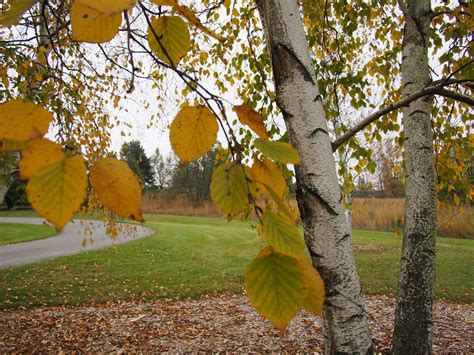 Birch Trees: 5 Favorites to Plant in a Landscape - Gardenista