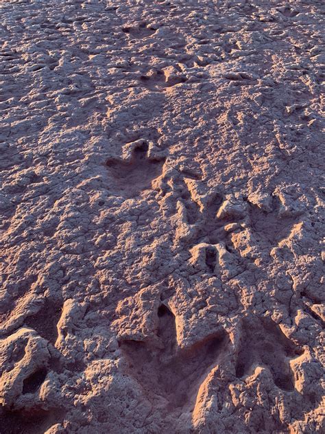 Dinosaur tracks near Tuba City, AZ : r/Naturewasmetal