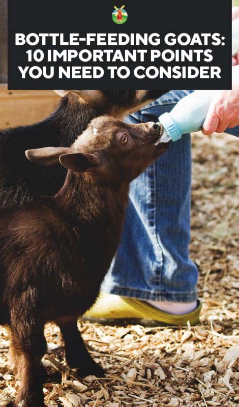 Bottle Feeding Goats: 10 Important Points You Need to Consider