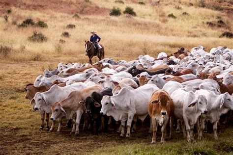 Weekly property review: Are record-high cattle prices making unstocked ...