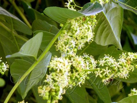 Ailanthus altissima - Tree of Heaven