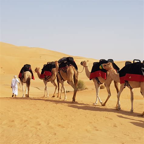 Camel Trekking in Dubai, Abu Dhabi | Camel Ride | Arabian Adventures