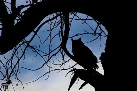 Great Horned Owl Silhouette Photograph | Etsy