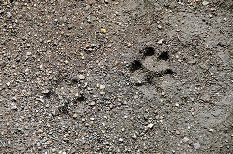 Royalty Free Coyote Tracks Pictures, Images and Stock Photos - iStock