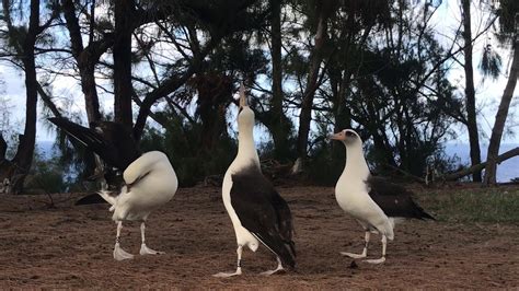 2019 Albatross Breeding Season (Juvenile Dancing) - YouTube