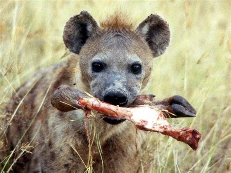 Hyena Bite