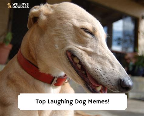 15 Best Laughing Dog Memes! (2023) We Love Doodles | truongquoctesaigon ...