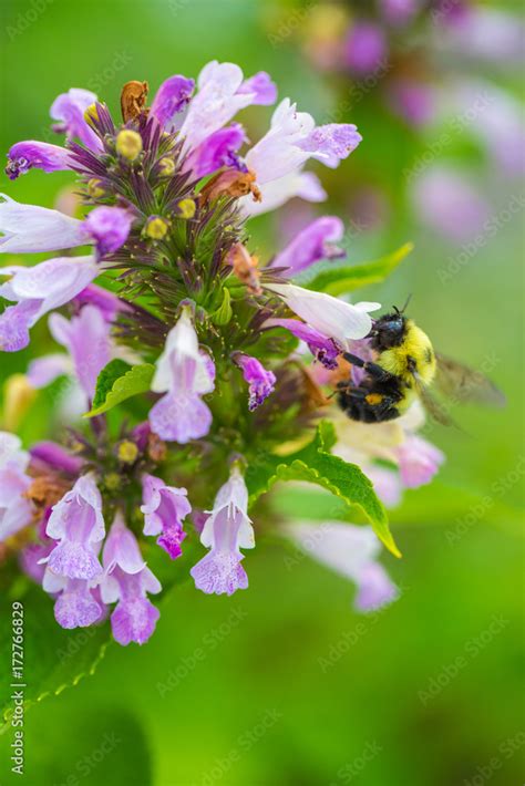 Bee pollinating flower Stock Photo | Adobe Stock