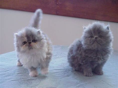 Blue Point Himalayan Persian Cats | Blue Point Himalayan Catssmiilehouse | Fluffy cat breeds ...