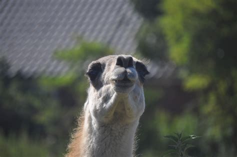 Walking with Betty: Spitting Llama!