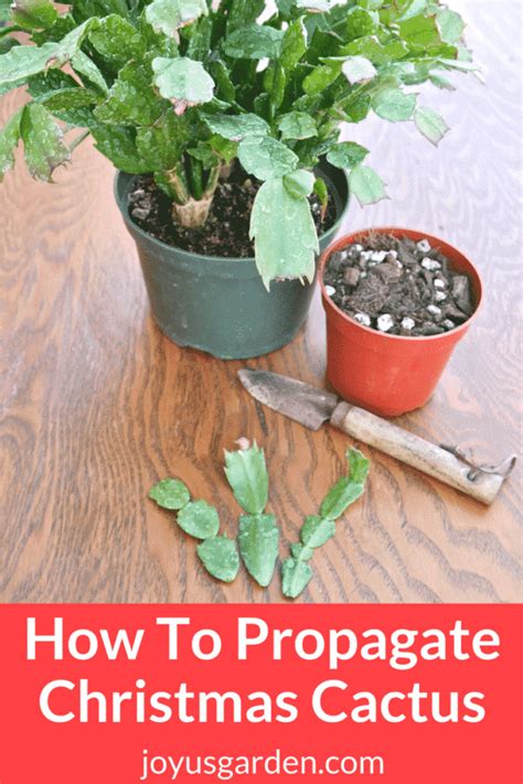 How To Propagate Christmas Cactus By Stem Cuttings