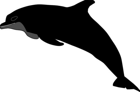 Dolphin vector silhouette | Public domain vectors