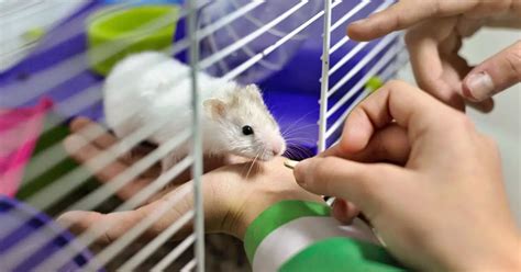 Can Hamsters Eat Live Crickets? 6 Real Facts