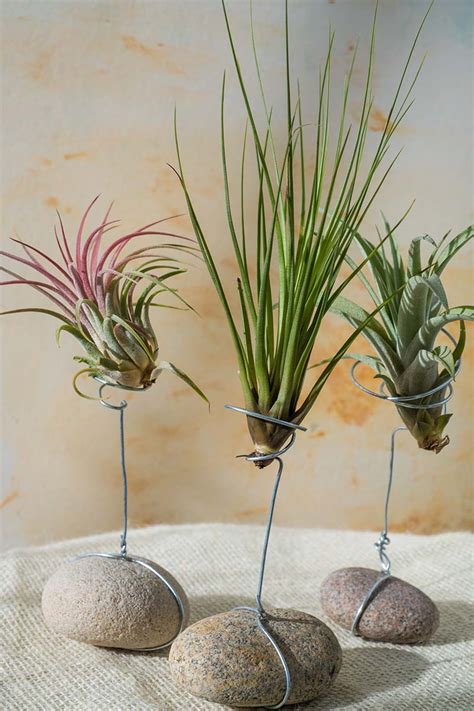 17 of the Best Tillandsia Varieties for Soilless Gardening | Gardener’s Path