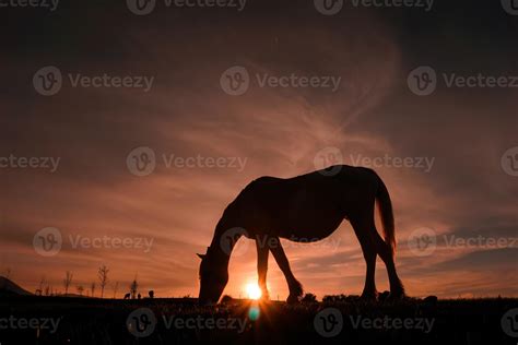 horse silhouette in the sunset 2586226 Stock Photo at Vecteezy