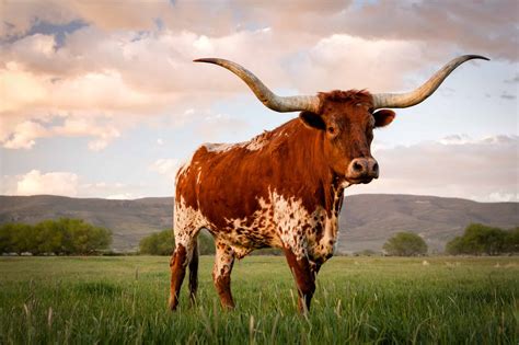 Discover the 8 Official State Animals of Texas - A-Z Animals