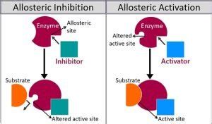 What is Allosteric Site? Definition, Features, Examples & Regulation - Biology Reader