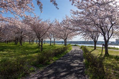 Arakawa River Cherry Blossoms in Japan Tokyo Stock Image - Image of nature, holiday: 174627051