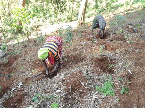 Restoring Mount Kenya Forest - Trees for Kenya