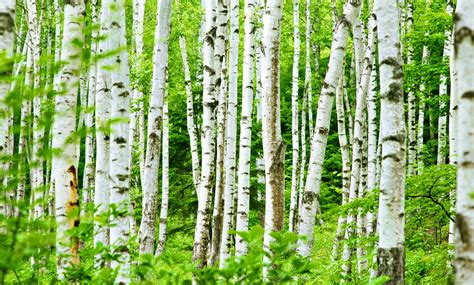 10 Types Of Birch Trees Ideal For Your Home