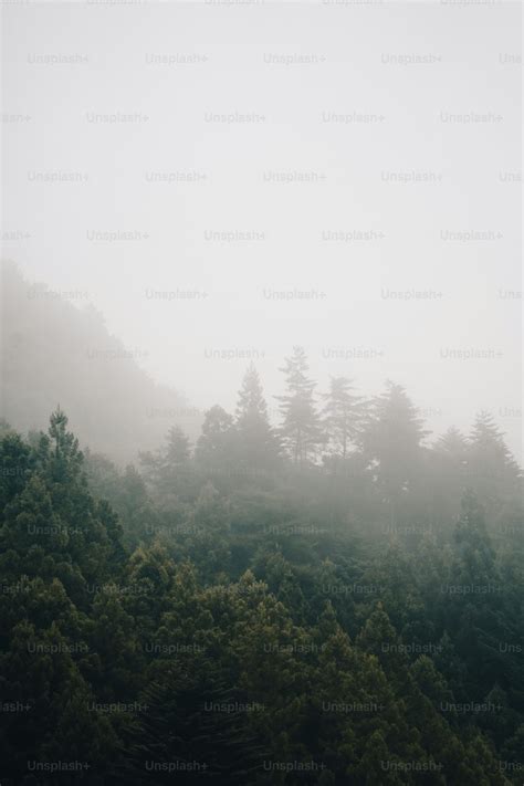 A foggy forest filled with lots of trees photo – Japan Image on Unsplash